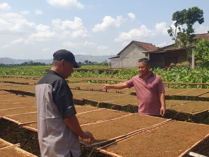 Harga Melambung, 988 Hektare Lahan Tanaman Tembakau di Tulungagung Siap Panen