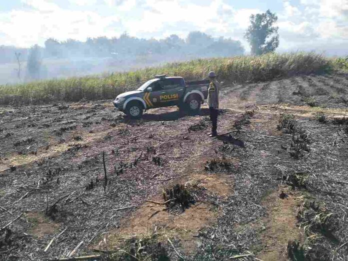 Lahan Tebu Seluas 1,4 Hektare di Tulungagung Terbakar, Ternyata Penyebabnya Sepele