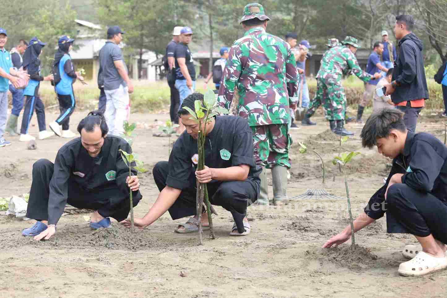 Sambut HUT ke-81 TNI, Kodim 0807 Tulungagung Tanam Mangrove di Pantai Bayem