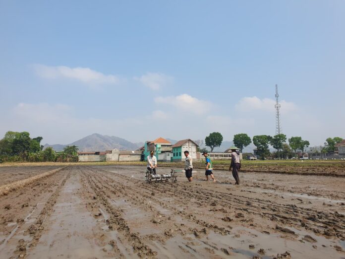 Tingkatkan Produktivitas Tanaman Padi, Petani di Tulungagung Terapkan Sistem Tabela