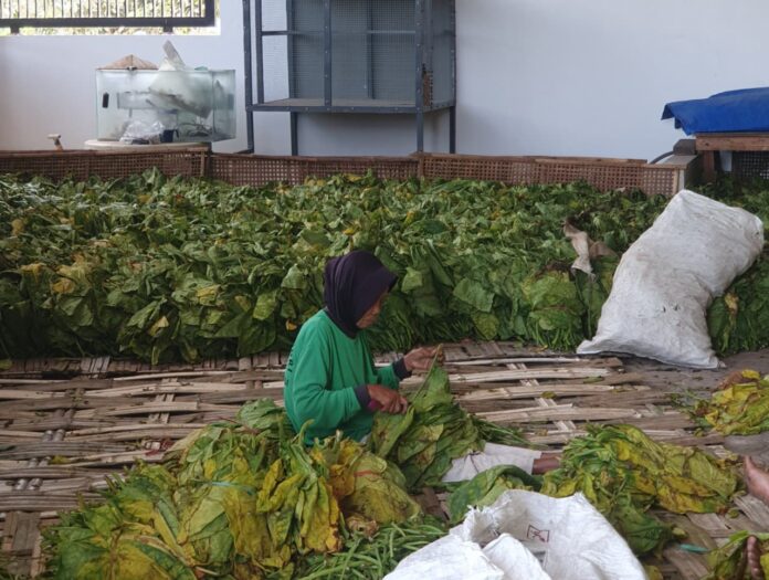 Kelompok Tani Makmur Kendalbulur Mulai Panen Tembakau, 26 Hektare Lahan Hasilkan 546 Ton