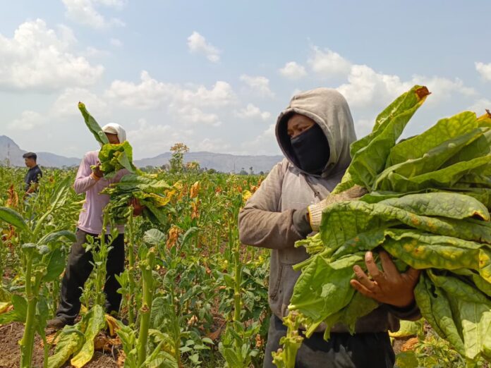 Harga Jual Capai Rp140 per Kg, Separoh Lahan Tembakau di Tulungagung Sudah Dipanen
