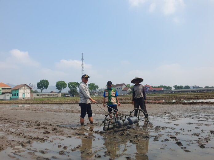 Meski Produktivitas Capai 10 Ton Per Hektare, Petani di Tulungagung Tak Disarankan Terapkan Tabela di Musim Hujan