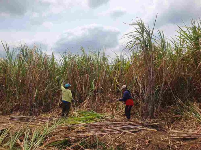 Kadar Rendemen Tebu di Tulungagung Tinggi di Musim Kemarau, Harga Tebu Tembus Rp115 Ribu