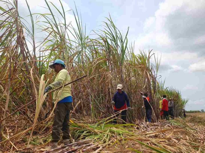 Diterpa El Nino, Hasil Panen Tebu di Tulungagung Justru Meningkat