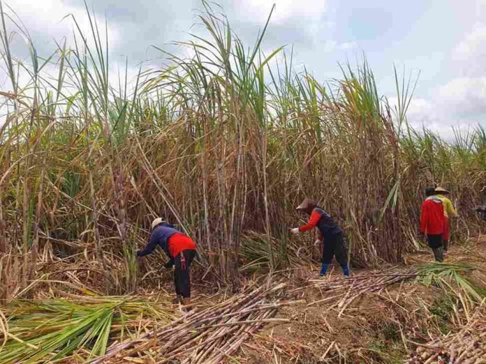 Penyebaran Tak Merata, HKTI Tulungagung Usulkan Tambahan Pupuk Subsidi